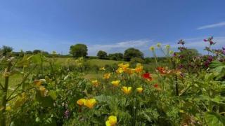 Flowers in front of field with bright blue sky behind.