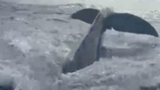 Whale