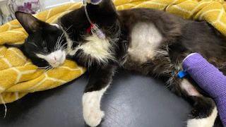 The black and white cat with purple bandages on his paw and leg being treated at the vets