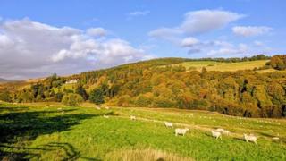 Blue skies with white clouds above fields with sheep and trees changing colour