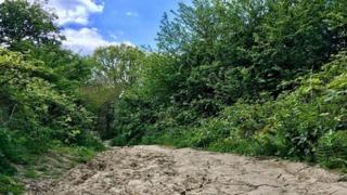 A country pathway where the ground is dry and the earth is cracking.