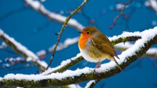 Robin sitting on a snowy tree branch