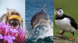 A bumblebee, dolphin and puffin.