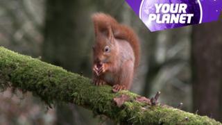 a red squirrel