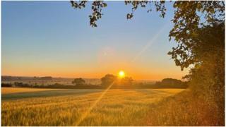 Low sun shines over a field