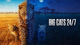 Big Cats 24/7