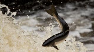 A salmon splashing out of the water.