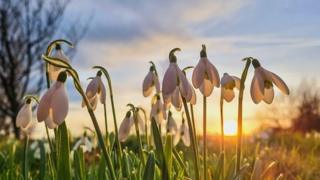 A close up shot of snowdrops with the sun setting into the horizon behind with light blue sky above