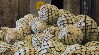 Agave hearts