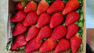 Large red strawberries in a box.
