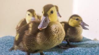 Four ducks sat on a blue coloured carpet - the front centre duck is looking directly at the camera, and the other three are sat behind him looking to the right and are slightly blurred. The ducks are brown and yellow, with dark grey beaks, and have beady brown and black eyes.