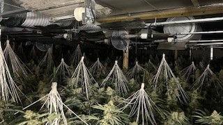 Cannabis plants growing inside a warehouse.