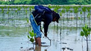 mangrove