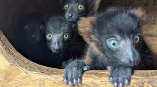 Four small lemur babies huddles together in a wood box. The lemur at the front has its paws out of the box. They have big light blue and green eyes.