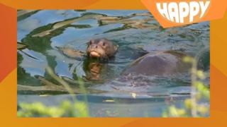 An otter
