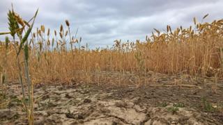 Cracked earth and a dry field of wheat against a blue sky