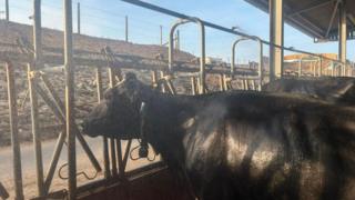 A black cow is looking out of its pen while being doused with cold water.