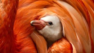 A flamingo chick looking up. It is sat with its face poking out of the parent flamingos feather.