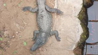 A view from above of a crocodile on a sandy or muddy ground, sitting next to brown-coloured water in an enclosure. There is green foliage to the left.