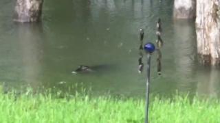 An alligator swims through the floodwater in a back garden in Missouri City just outside Houston in Texas.