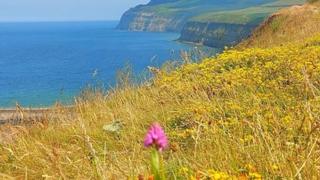 Meadow flowers in a field at the top of a cliff with blue sea and blue sky.