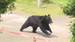 Grainy video capture of a black bear running inside an industrial compound in Japan after attacking four people