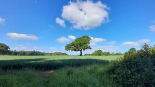 A white fluffy cloud sits above a tree in a very blue sky