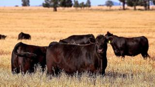 Australia to lift import ban on US beef after Trump tariffs tiff