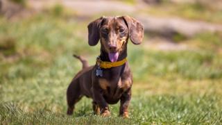 Miniature Dachshund Dog Panting in the sun - stock photo