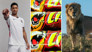Montage: Jude Bellingham in a white England football kit, Close up of three Lion chocolate bars, A lion standing on vegetation looking out into the distance