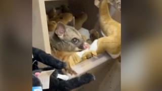Real possum on toy animal shelf looking frightened