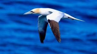 A gannet in flight