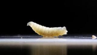 A larvae with a black background