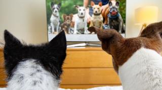 Two dogs watch dogs on TV