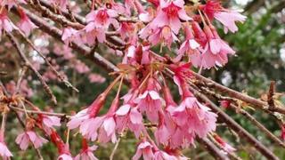 Pink blossom in full bloom