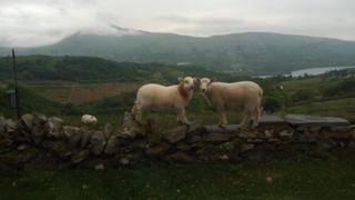 Two sheep stand on a wall with a mist-covered mountain in Gwynedd, Wales, in the background