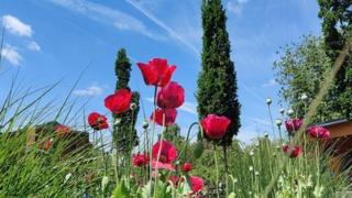 Bright red poppies in the grass in front of bright blue sky.