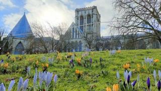 Crocus flowers blooming up a hill in front of a big church with cloudy blue skies in the background.