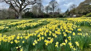 A park covered in daffodils