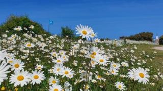 White daisies in the grass in front of a bright blue sky.