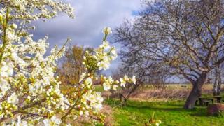 Cream blossom frames the left of the scene with a tree on the right hand side and cloudy skies behind