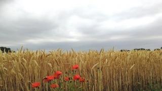 A few red poppies in a golden cornfield with cloudy grey skies overhead
