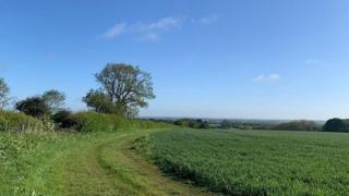 Blue sky over a very green field with a tree in the distance linking them.