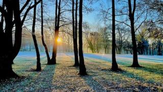 A low golden sun shines through the trunks of trees with blue skies in the background and frost on the ground