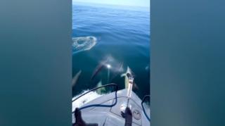 A boat on water with dolphins