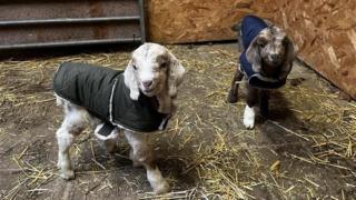 Two young goats, one white the other mottled in colour, wearing insulated jackets.