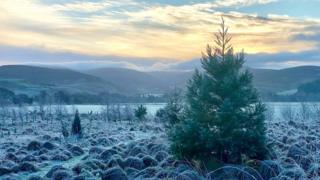 A fir tree stands amid frosty grass, with a lake and mountains behind and yellowy, blue sky
