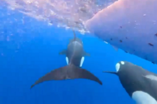 Two orca whales swimming by the bottom of a rowing boat in the ocean.