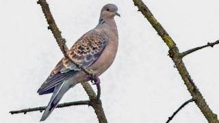 An oriental turtle dove perched on tree branch