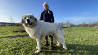 Bordy, a large, white Pyrenean mountain dog stands on grass in front of Lauren Pickthall, who is dressed in black.